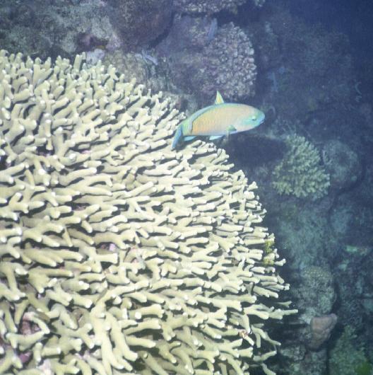 A blue green fish and some coral