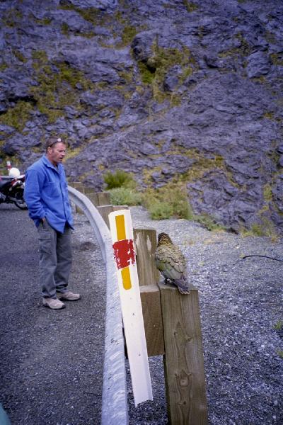 Ian talks to a Kea