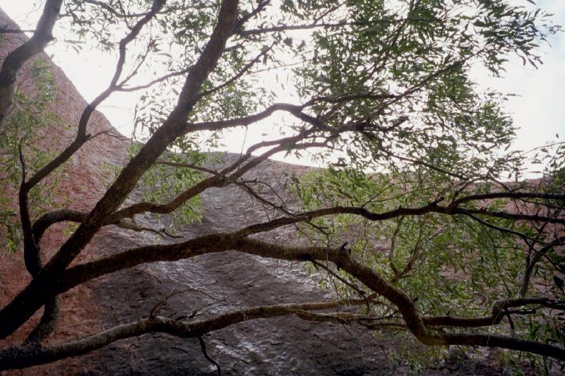 Looking up through a tree