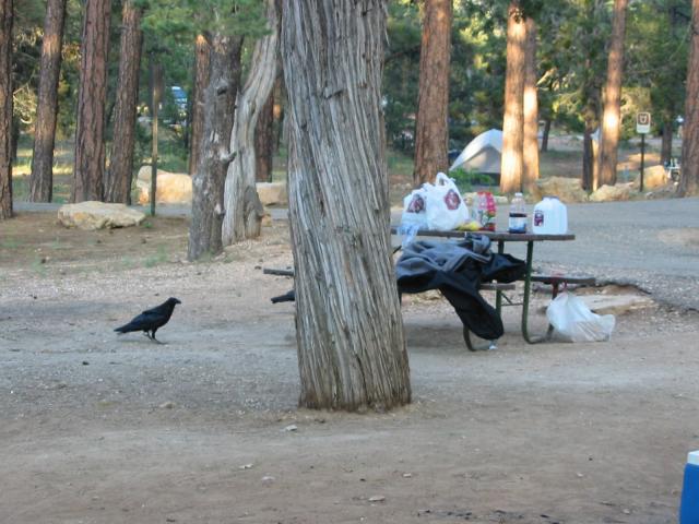 A raven stalks the campground like a big black stalking thing