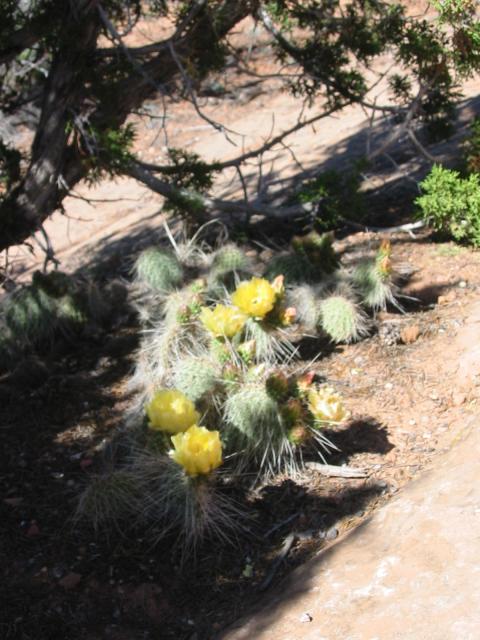 Yellow flower on a yucca plant